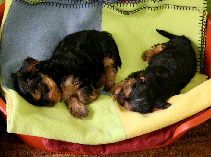 网页攻击器教程